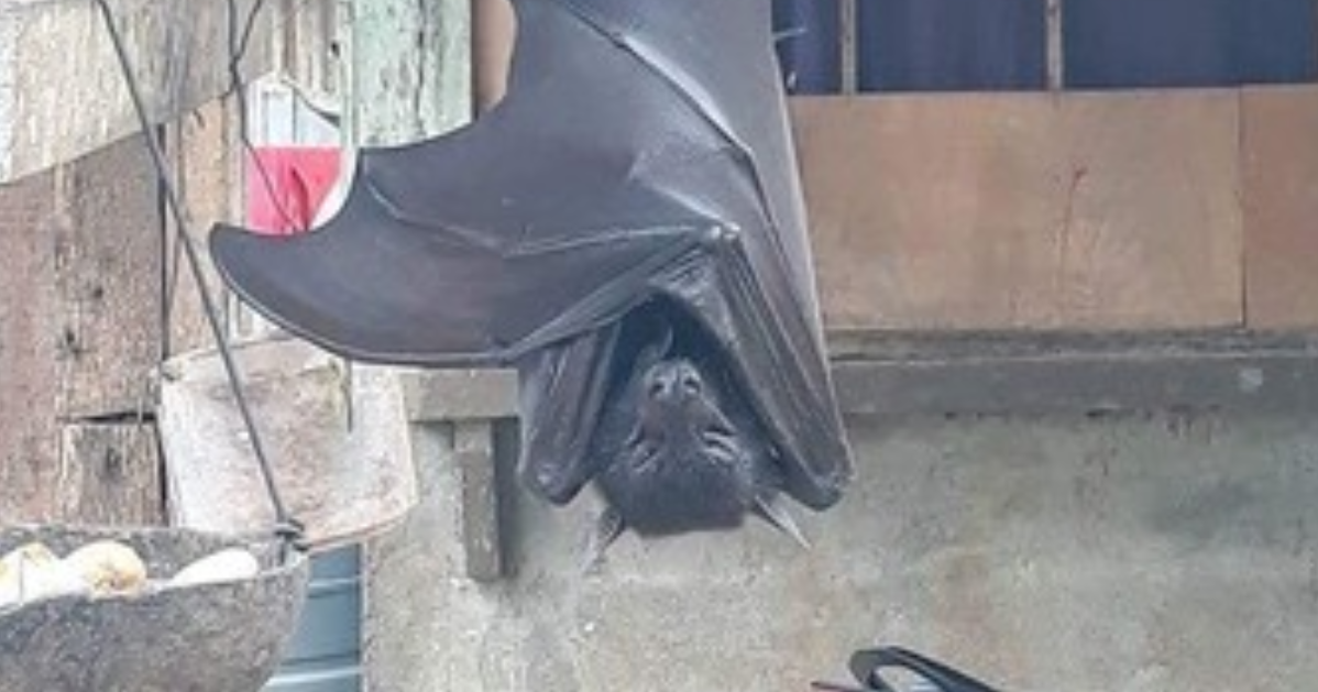 阿嬤養的？巨型蝙蝠「比人還大」掛在後院　網友起底「國寶級品種」連老鷹都怕牠