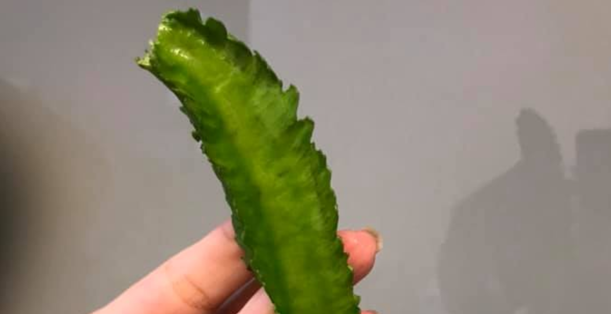 資深主婦也沒見過！逛全聯驚見「長翅膀的蔬菜」好睏惑　內行人曝撿到寶：「喫過就廻不去」